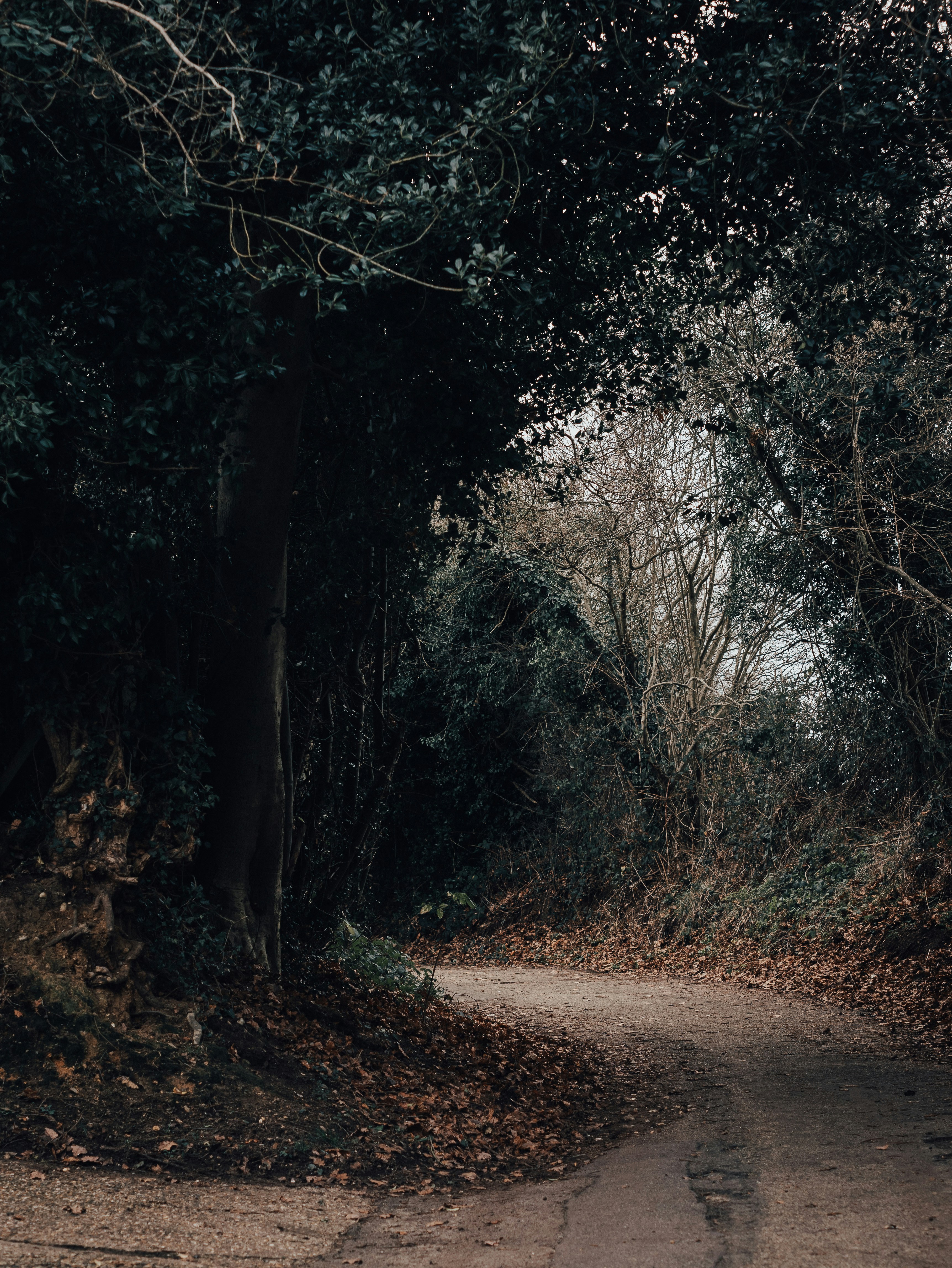 A winding dirt path through a dense, shadowy forest with overhanging branches creating a natural tunnel effect, fallen autumn leaves scattered on the ground, and dappled sunlight filtering through the canopy in the distance.RetryClaude can make mistakes. Please double-check responses.